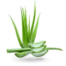 Aloevera pulp