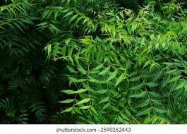 Neem