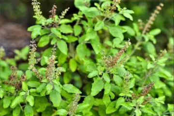 Tulsi